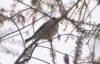 Sat, 4/8/2023 Birding report at 千里南公園