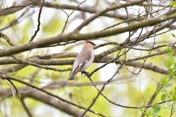 Bohemian Waxwing Watarase Yusuichi (Wetland) Sat, 4/8/2023