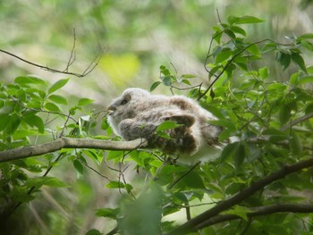 フクロウ 秋ヶ瀬公園 2018年5月25日(金)