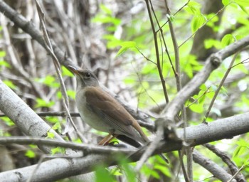 Sat, 4/8/2023 Birding report at 矢川緑地保全地域