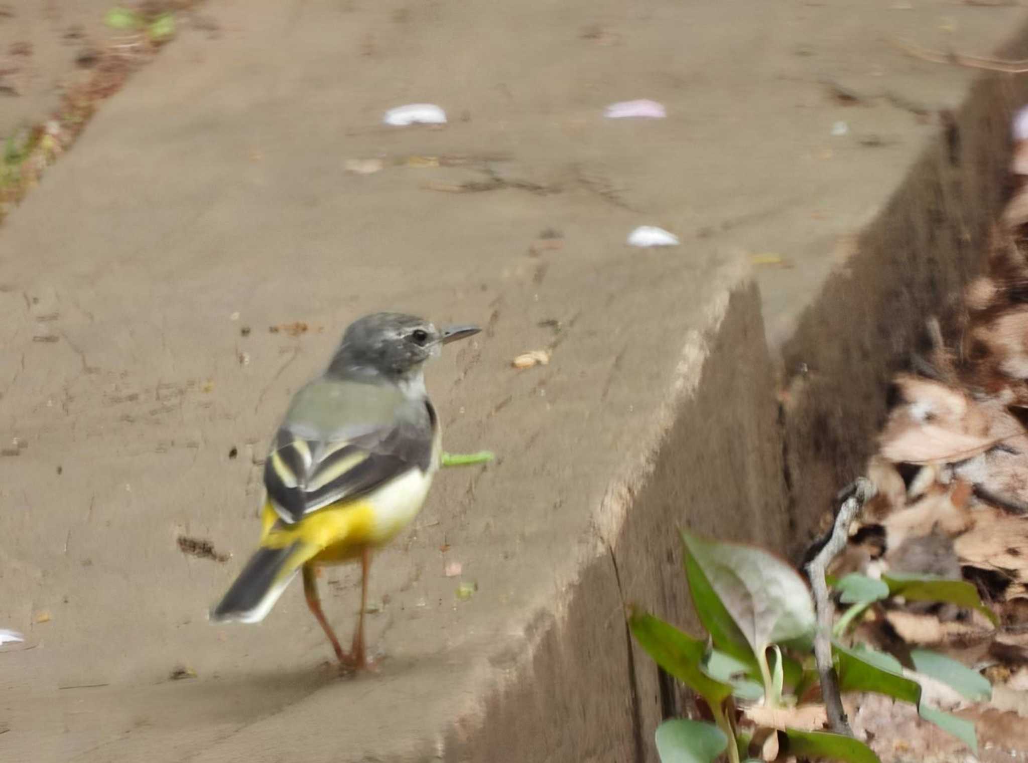 Grey Wagtail