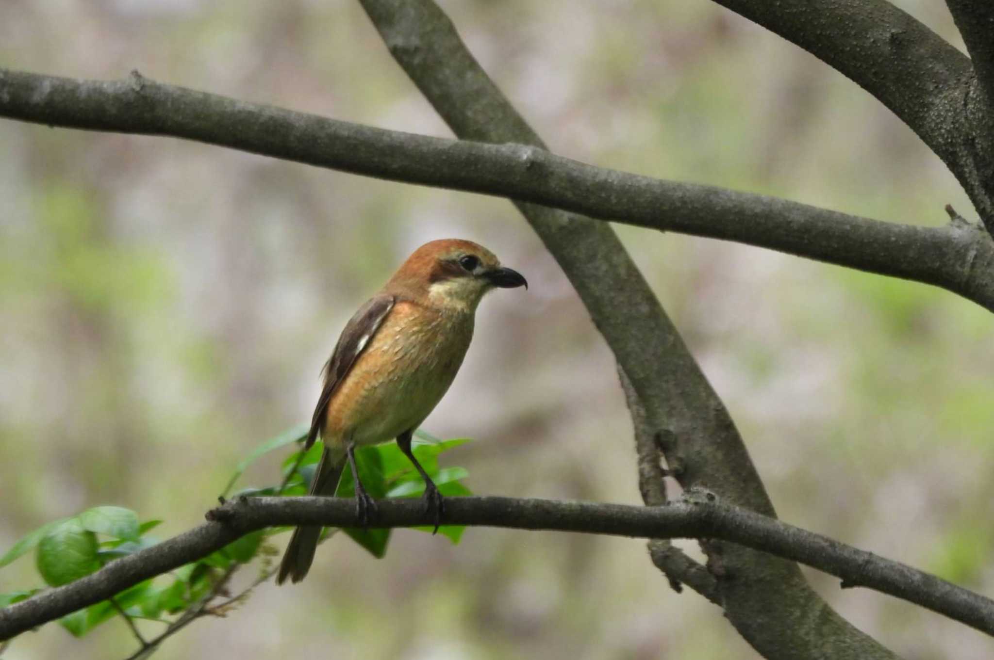 Bull-headed Shrike