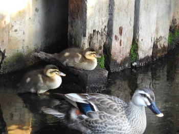 Sat, 4/8/2023 Birding report at 江川せせらぎ遊歩道