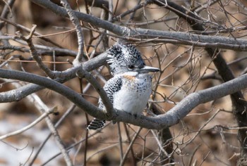 Crested Kingfisher Makomanai Park Sun, 4/2/2023