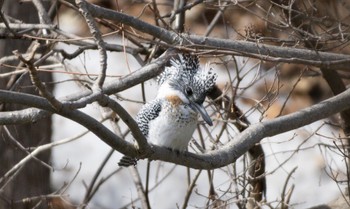 Crested Kingfisher Makomanai Park Sun, 4/2/2023