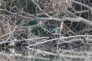 カワセミ 埼玉県鳩山町 2023年4月5日(水)