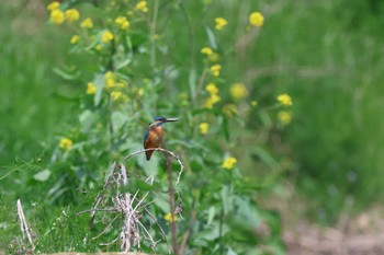 カワセミ 埼玉県鳩山町 2023年4月5日(水)