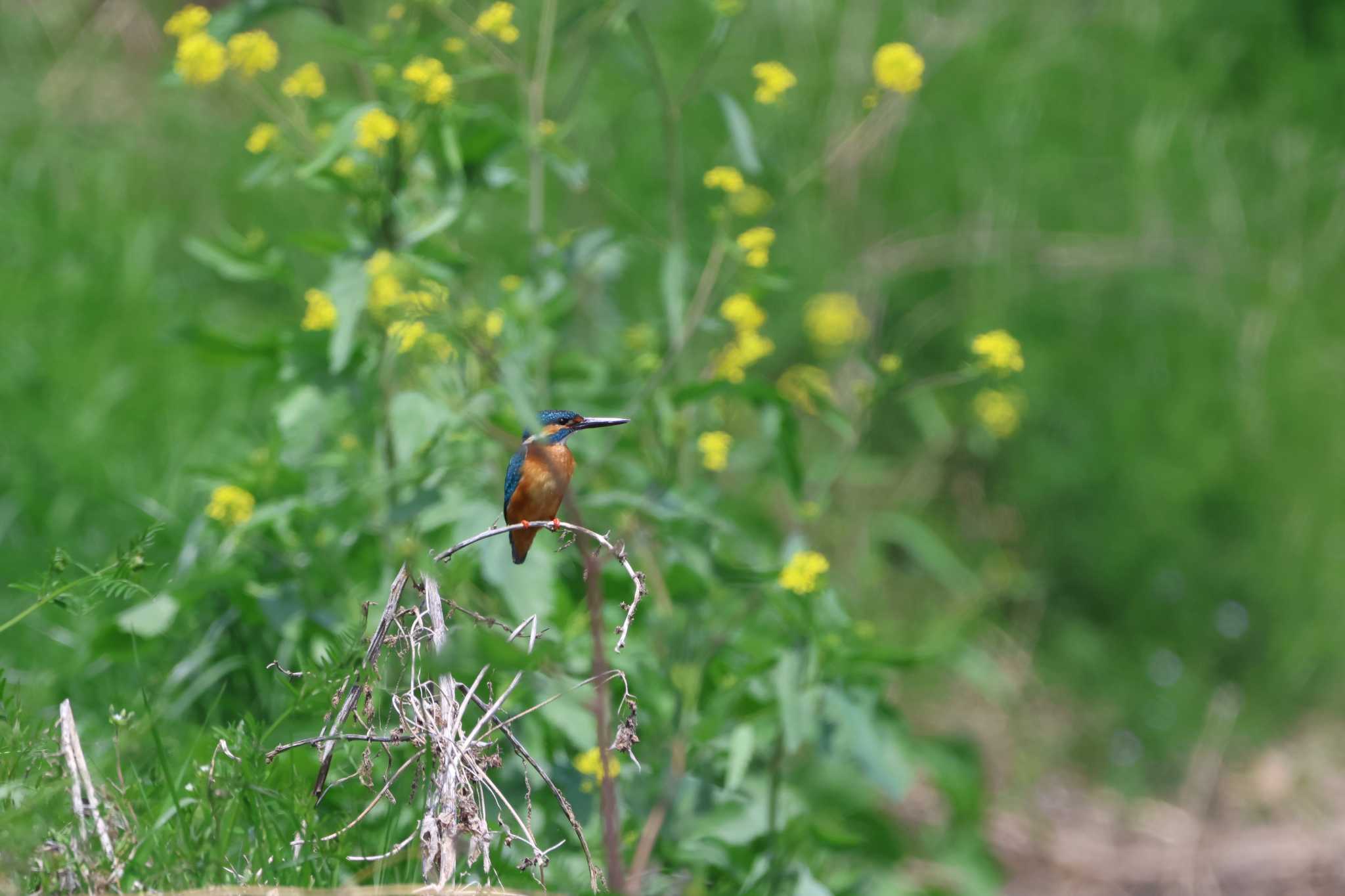 埼玉県鳩山町 カワセミの写真 by kingfisher_hidaka