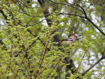 Hawfinch 埼玉県 Thu, 4/6/2023