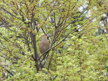 Hawfinch 埼玉県 Thu, 4/6/2023