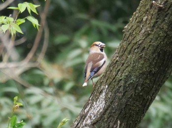 Hawfinch 埼玉県 Thu, 4/6/2023