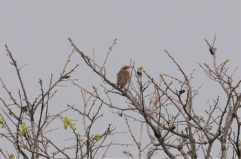 2023年4月8日(土) 野崎川流域(知多市)の野鳥観察記録