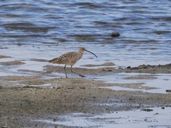 ホウロクシギ 大阪南港野鳥園 2023年4月8日(土)