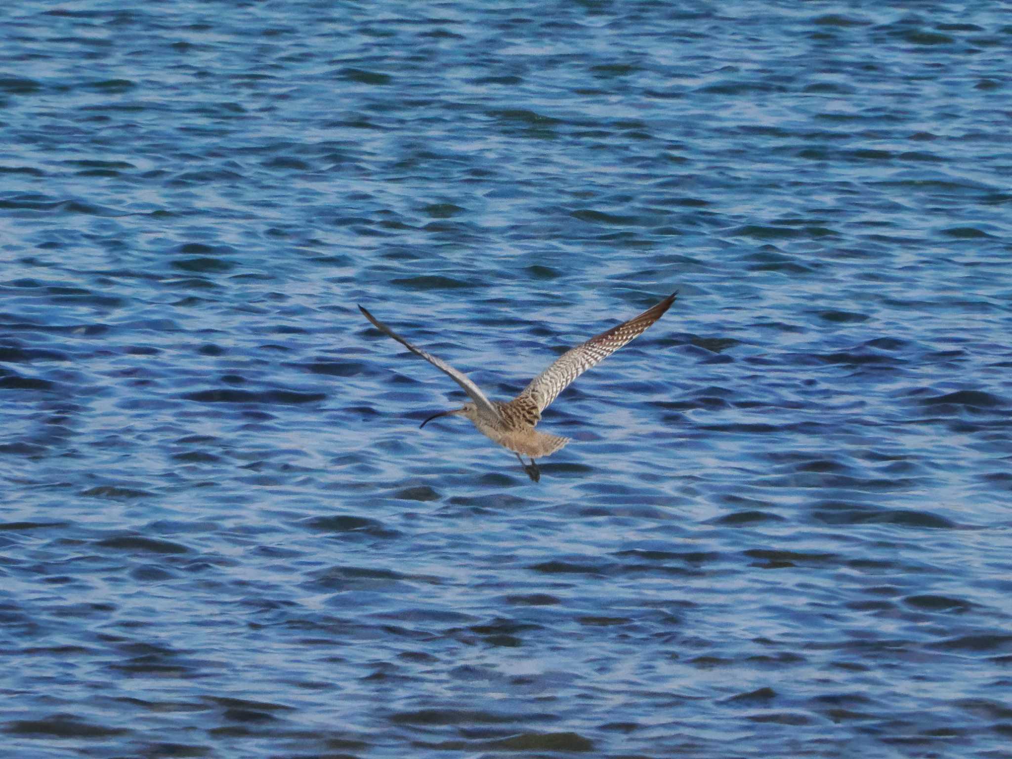 Photo of Far Eastern Curlew at Osaka Nanko Bird Sanctuary by Tetsuya