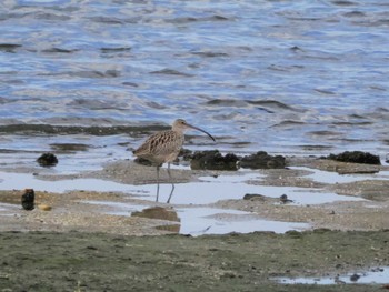 ホウロクシギ 大阪南港野鳥園 2023年4月8日(土)