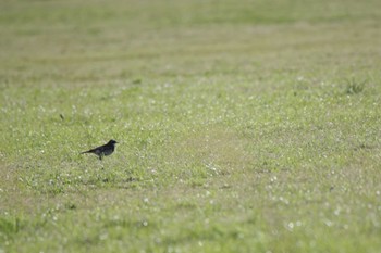 ツグミ 津之江公園 2023年4月8日(土)