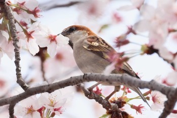 Russet Sparrow 鴻巣市 Fri, 3/31/2023