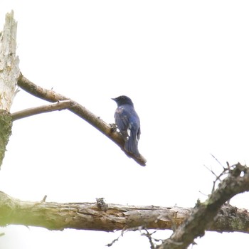 Blue-and-white Flycatcher 上高地 Sat, 5/26/2018