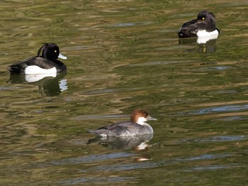 ミコアイサ 長浜公園 2014年3月22日(土)