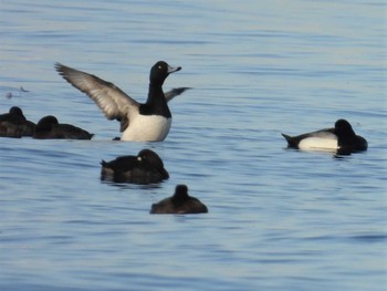 2023年4月8日(土) ふなばし三番瀬海浜公園の野鳥観察記録