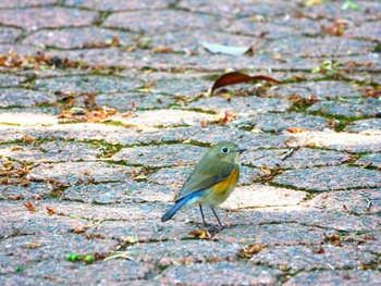 ルリビタキ 稲佐山公園 2023年4月8日(土)