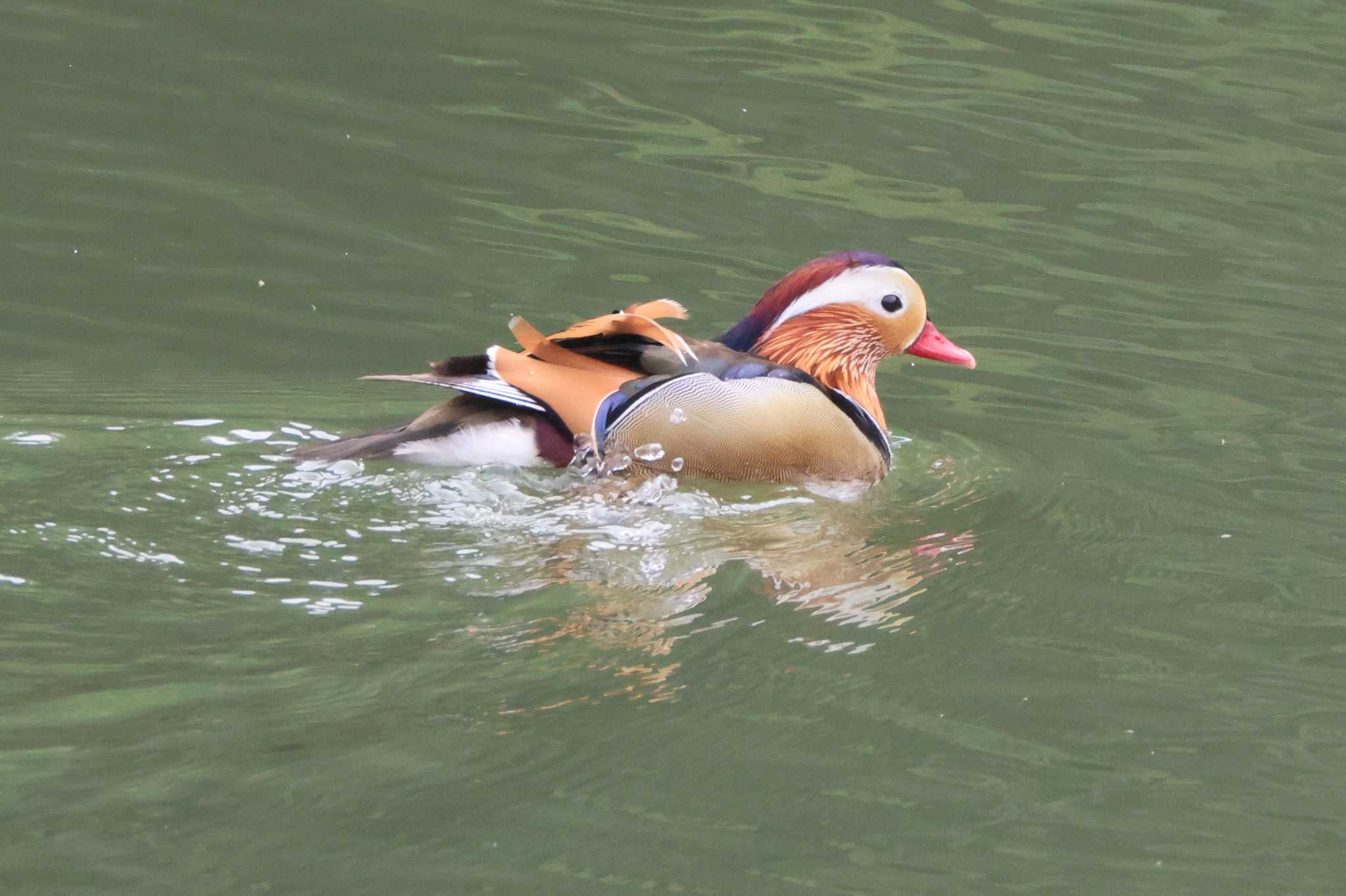 Mandarin Duck