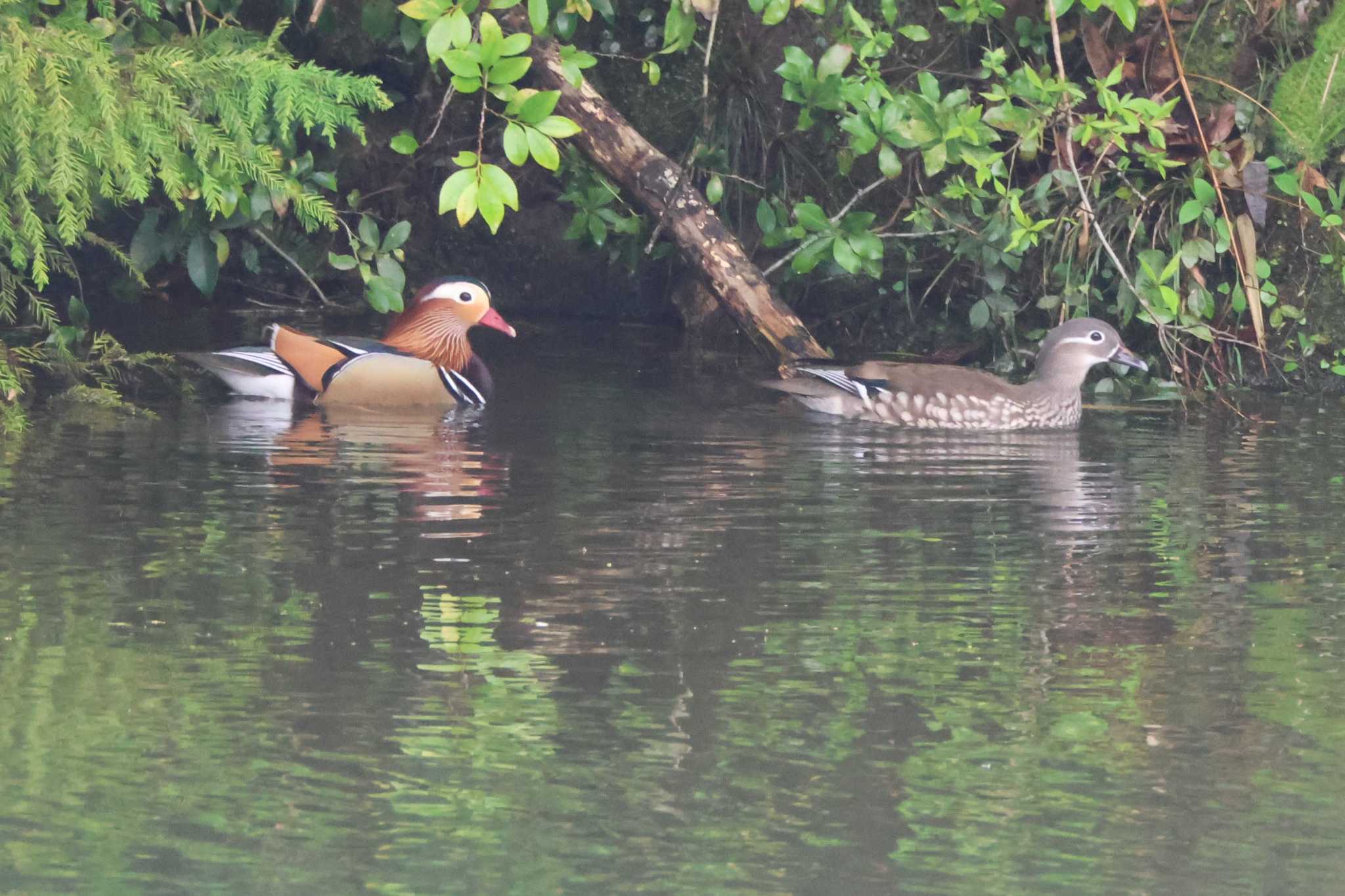 Mandarin Duck