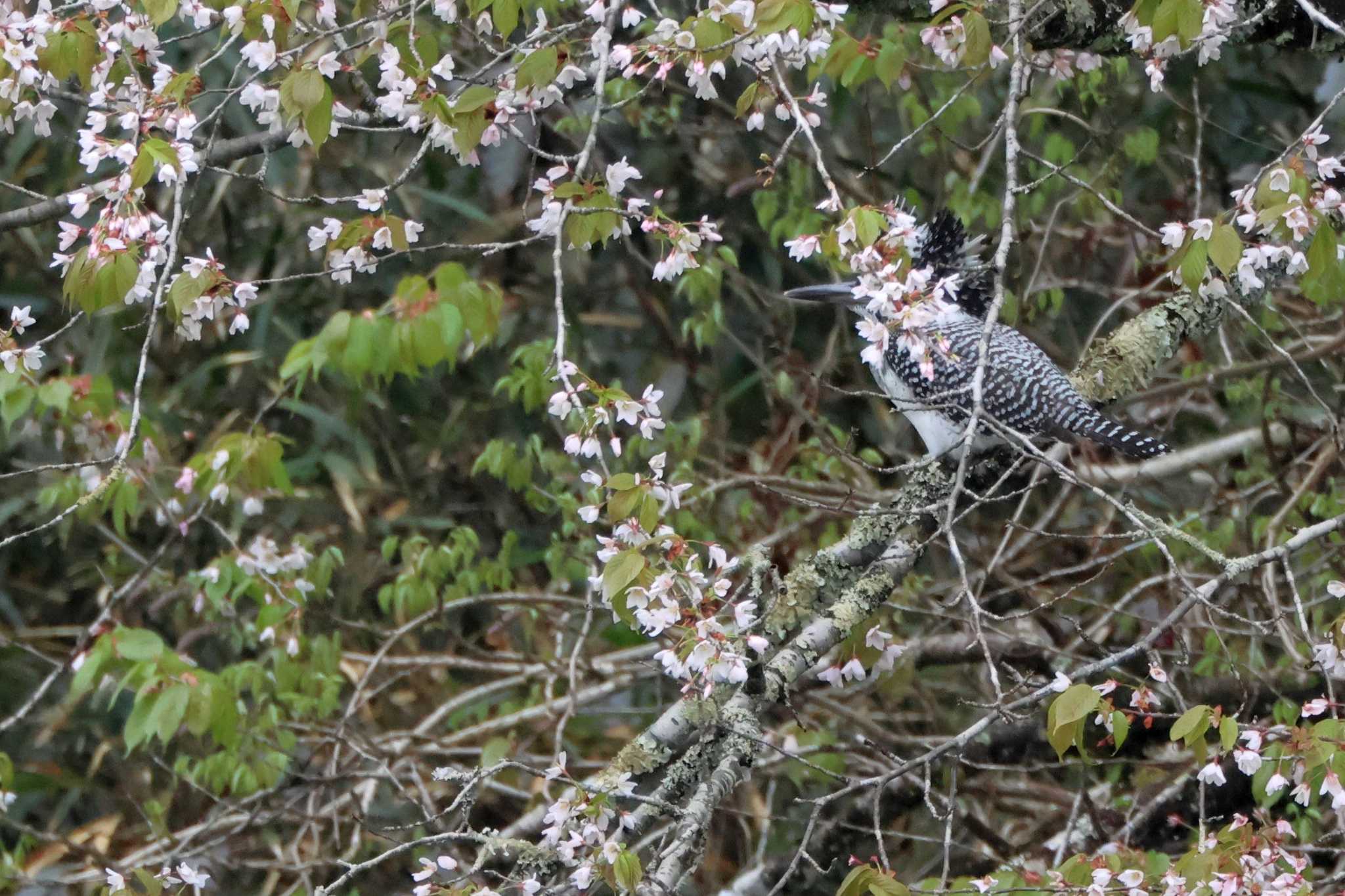 Crested Kingfisher