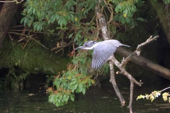 Sat, 4/8/2023 Birding report at 矢作川