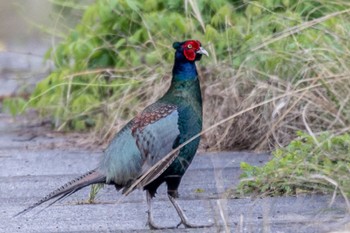 Green Pheasant 長良川藍川橋 Sat, 4/8/2023