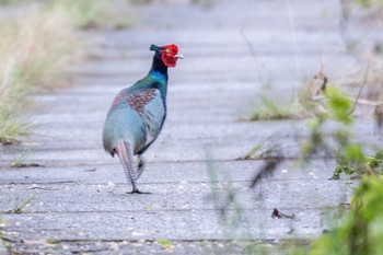 Green Pheasant 長良川藍川橋 Sat, 4/8/2023