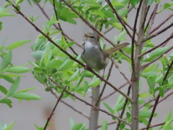 Japanese Bush Warbler 金井遊水地(金井遊水池) Sat, 4/8/2023