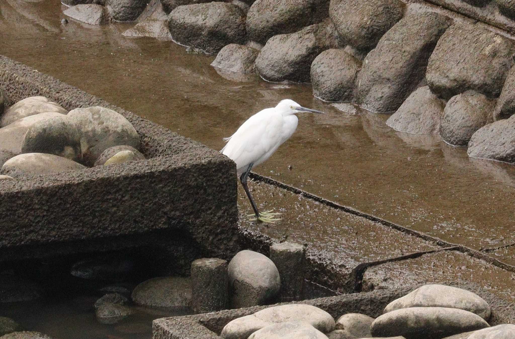 Little Egret