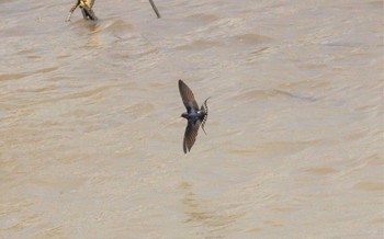 2023年4月8日(土) 長良川河口堰の野鳥観察記録