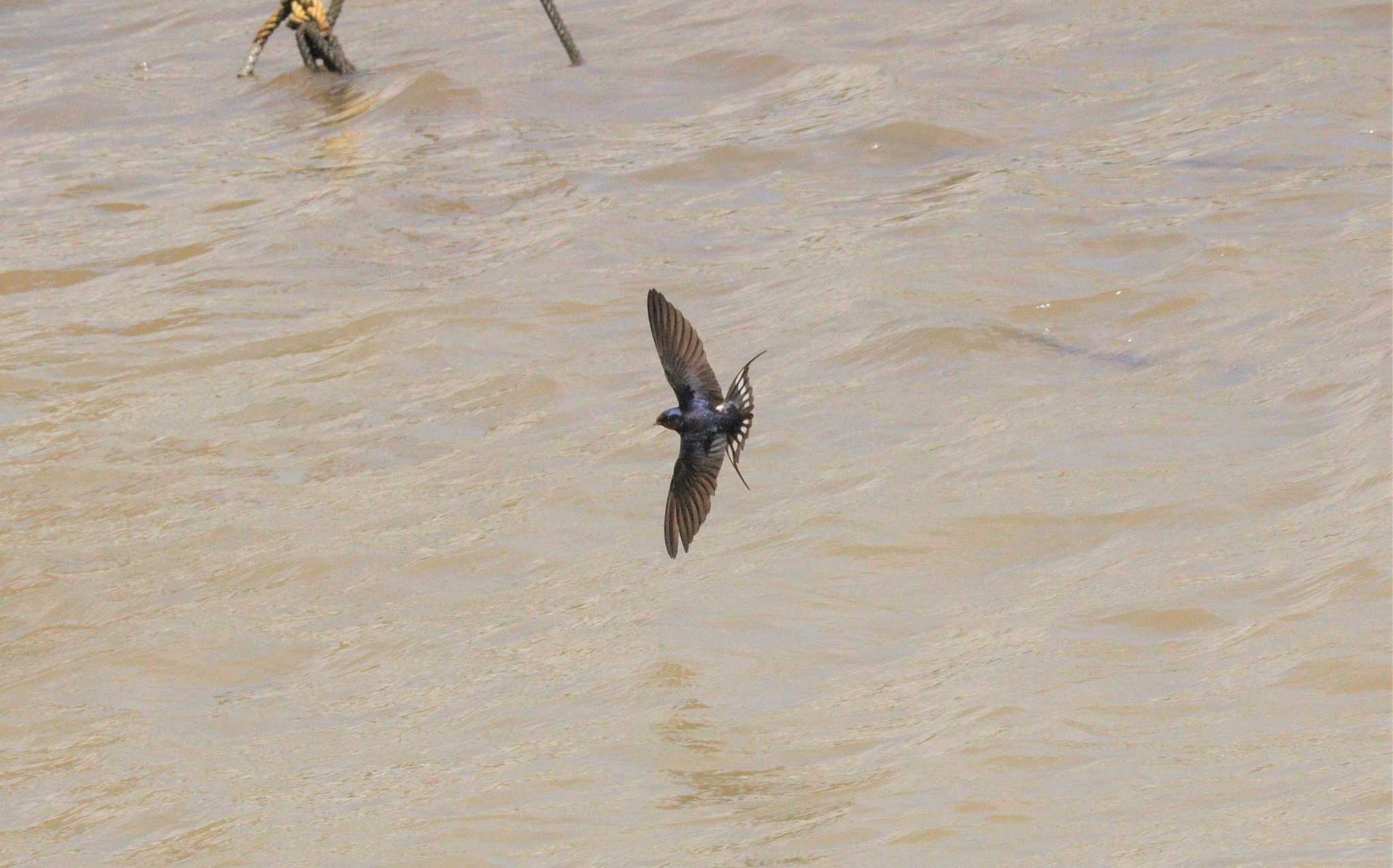 Barn Swallow