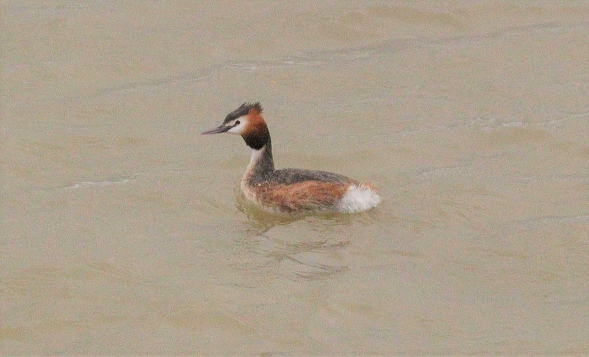 Great Crested Grebe