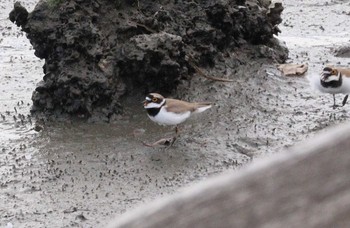 2023年4月8日(土) 土留木川河口(東海市)の野鳥観察記録