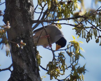 Chinese Grosbeak 京都府 Sat, 4/1/2023