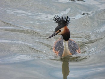 Great Crested Grebe 甲子園浜(兵庫県西宮市) Thu, 4/6/2023