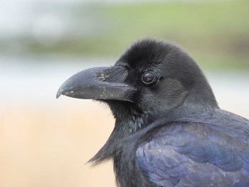 Large-billed Crow 甲子園浜(兵庫県西宮市) Thu, 4/6/2023