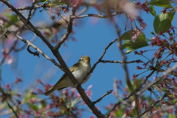 2023年4月8日(土) 明石市の野鳥観察記録