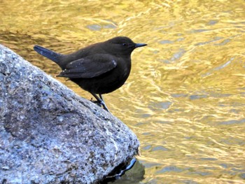 2019年2月24日(日) 昇仙峡の野鳥観察記録