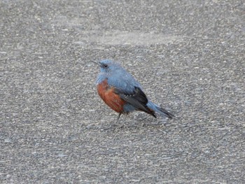 2019年12月29日(日) 南房総の野鳥観察記録