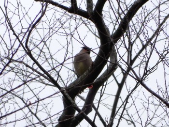 2020年2月29日(土) 木更津の野鳥観察記録