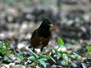 Izu Thrush Miyakejima Island Sat, 5/11/2019