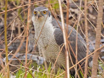 2023年3月17日(金) 北本自然観察公園の野鳥観察記録