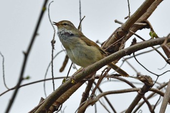 ウグイス 青葉山公園 2023年4月8日(土)