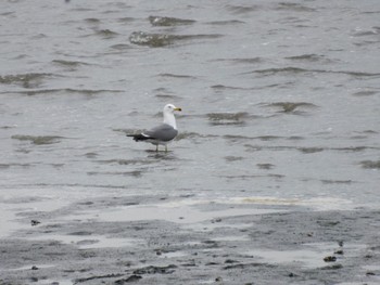 Black-tailed Gull 多摩川河口 Sat, 4/8/2023