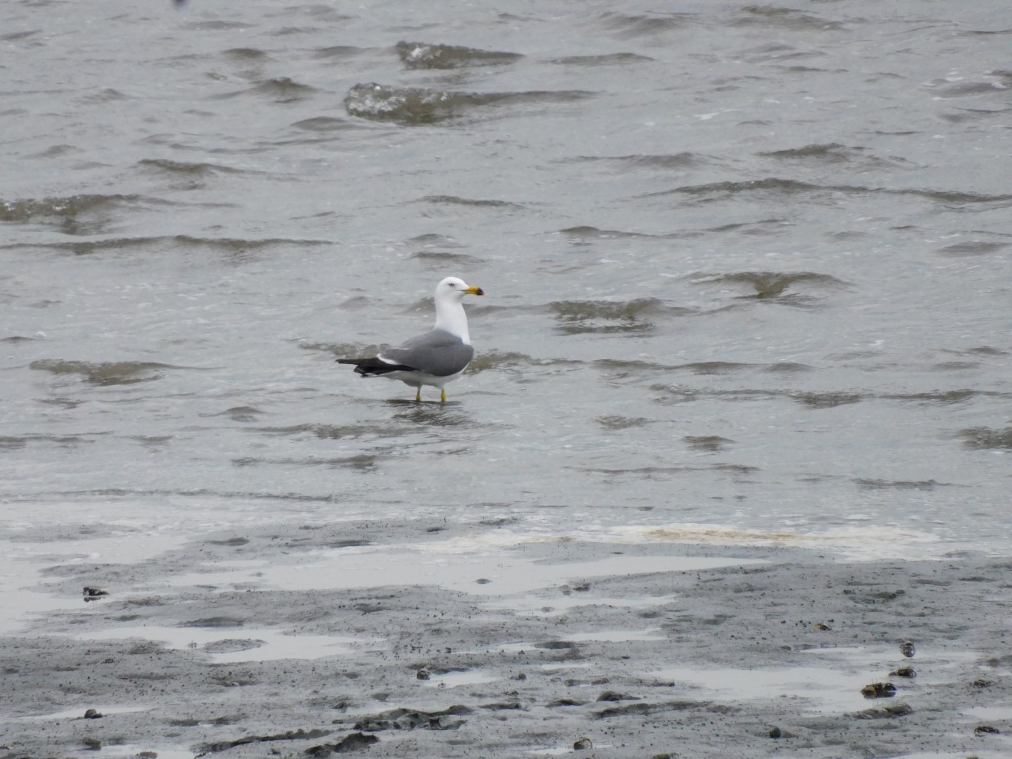 Photo of Black-tailed Gull at 多摩川河口 by 杜鵑