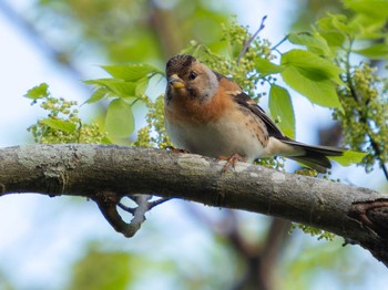 2023年4月8日(土) 風頭公園(長崎市)の野鳥観察記録